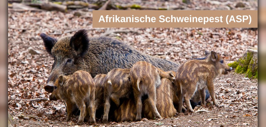 Wildschweine